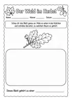 Vorschau - Arbeitsblätter - Der Wald im Herbst | Lesetext & Arbeitsblätter | Leseverständnis | Sachunterricht | Klasse 3–5 - Seite 2