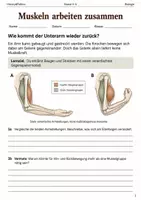 Vorschau - Arbeitsblätter - Muskeln Arbeitsheft Klasse 5–6 Gegenspieler - Deckblatt
