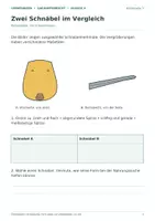 Vorschau - Arbeitsblätter - Tiermuseum: Anpassung und Lebensweise Klasse 4 - Seite 3