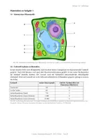 Vorschau - Klassenarbeiten - Klausur Zellbiologie Einführungsphase – Pflanzenzelle, Endosymbiontentheorie, Mitose & Taxol | mit Erwartungshorizont - Seite 2