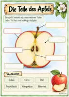Vorschau - Arbeitsblätter - Der Apfel - Seite 3