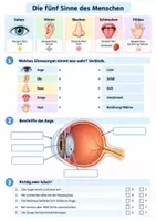 Vorschau - Arbeitsblätter - Biologie Klasse 8 Vertretungsstunde - Sinne, Atmung, Verdauung und Herz - Seite 1