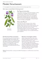 Vorschau - Unterrichtsreihen - Mendelsche-Regeln-und-Kreuzungen-Gesamtpaket - Seite 3