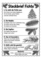 Vorschau - Arbeitsblätter - Nadelbäume erkennen & unterscheiden: Fichte, Tanne, Kiefer und Lärche | Steckbriefe, Lesetext und Arbeitsblätter - Seite 1