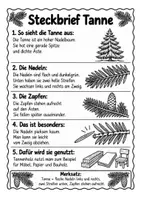 Vorschau - Arbeitsblätter - Nadelbäume erkennen & unterscheiden: Fichte, Tanne, Kiefer und Lärche | Steckbriefe, Lesetext und Arbeitsblätter - Seite 3