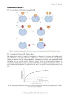 Vorschau - Klassenarbeiten - Klausur Enzymatik EF Enzymaktivität & Enzymhemmung - Seite 3