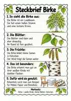 Vorschau - Arbeitsblätter - Laubbäume erkennen & unterscheiden | Steckbriefe, Lesetexte & Arbeitsblätter | Sachunterricht | Klasse 3–4 - Seite 1