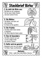 Vorschau - Arbeitsblätter - Laubbäume erkennen & unterscheiden | Steckbriefe, Lesetexte & Arbeitsblätter | Sachunterricht | Klasse 3–4 - Seite 2