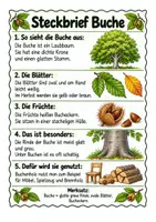 Vorschau - Arbeitsblätter - Laubbäume erkennen & unterscheiden | Steckbriefe, Lesetexte & Arbeitsblätter | Sachunterricht | Klasse 3–4 - Seite 3