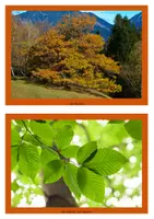 Vorschau - Arbeitsblätter - Bäume, Blätter & Früchte Sachunterricht Klasse 1 & 2 Wald - Seite 1