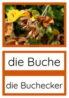 Vorschau - Arbeitsblätter - Bäume, Blätter & Früchte Sachunterricht Klasse 1 & 2 Wald - Seite 2
