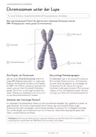 Vorschau - Unterrichtsreihen - Chromosomenanalyse & Karyogramme – Biologie-Gesamtpaket | Differenzierte Arbeitsblätter, Modelle, Lesetexte & Lösungen - Seite 3