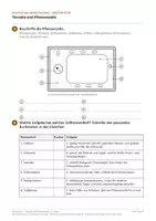 Vorschau - Arbeitsblätter - Tierzelle Pflanzenzelle Arbeitsblätter Biologie 2. Klasse - Seite 1