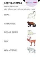 anteprima - Materiale di supporto/inclusione - Animali dell'Artide - Arctic Animals / Inglese Beginner - Pagina 1