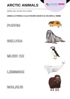 anteprima - Materiale di supporto/inclusione - Animali dell'Artide - Arctic Animals / Inglese Beginner - Pagina 3