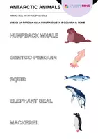 anteprima - Materiale di supporto/inclusione - Animali dell'Antartide - Antarctic Animals / Inglese - Pagina 3