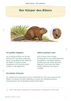 Vorschau - Anderer Materialtyp - Lernheft Der Biber – Den Europäischen Biber entdecken Tiere & Natur Sachunterricht - Seite 3