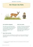 Vorschau - Anderer Materialtyp - Lernheft Das Reh – Das Europäische Reh entdecken Waldtiere & Natur Sachunterricht - Seite 3