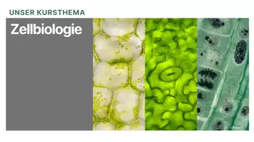 Vorschau - Unterrichtsreihen - Materialpaket Unterrichtsreihe Zellbiologie I Unterrichtseinheit EF - Seite 1