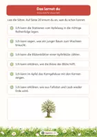 Vorschau - Arbeitsblätter - Von der Blüte zum Apfel – und wieder zurück: Sachunterricht Klasse 1/2 - Seite 3