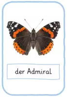 Vorschau - Poster - Schmetterlingsarten Poster - Seite 1