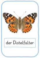 Vorschau - Poster - Schmetterlingsarten Poster - Seite 2