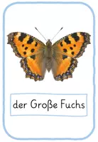 Vorschau - Poster - Schmetterlingsarten Poster - Seite 3