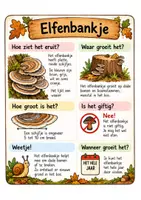 Voorbeeld - Infofiches paddenstoelen - Pagina 3