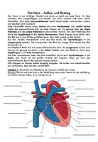 Vorschau - Stundenentwürfe - Aufbau des Herzens (komplette Stundenplanung) - Seite 1