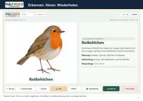 Vorschau - Arbeitsblätter - 🐦 Vögel entdecken – Smartboard-Tool mit 40 Arten, Vogelstimmen & Quiz 🖥️ - Seite 1