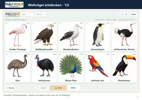 Vorschau - Arbeitsblätter - 🐦 Vögel entdecken – Smartboard-Tool mit 40 Arten, Vogelstimmen & Quiz 🖥️ - Seite 3