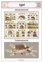 Vorschau - Arbeitsblätter - Wald I Materialpaket I Klasse 1/2 - Seite 1
