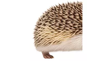 Vorschau - Präsentationen/Tafelbilder - Igel -Wissenskartei, Tafelmaterial - Seite 3