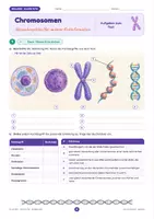 Vorschau - Stundenentwürfe - Chromosomen: Aufbau, Chromosomensatz & Karyogramm | Unterrichtsreihe "Genetik", Biologie, 9.-10. Klasse - Seite 2