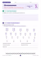 Vorschau - Stundenentwürfe - Chromosomen: Aufbau, Chromosomensatz & Karyogramm | Unterrichtsreihe "Genetik", Biologie, 9.-10. Klasse - Seite 3