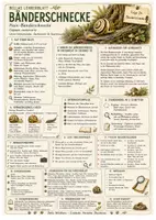Vorschau - Arbeitsblätter - Bänderschnecke – kostenloses Materialpaket für Sachunterricht & Naturbildung | Bella Wildherz - Seite 2