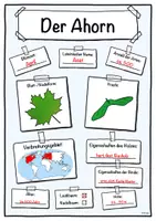 Vorschau - Stundenentwürfe - Steckbrief Ahorn (Baum/Bäume) - Seite 3