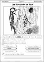 Vorschau - Arbeitsblätter - Tiere im Lebensraum Lernmalbuch Klasse 5–6 - Seite 3