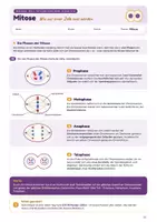 Vorschau - Stundenentwürfe - Mitose: Zellzyklus, Phasen & Mitoseindex | Unterrichtsreihe Genetik - Seite 2