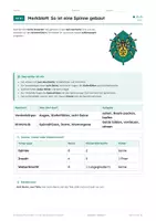 Vorschau - Arbeitsblätter - Spinnen, Arbeitsheft, Klasse 6 - Seite 3