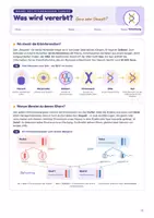 Vorschau - Stundenentwürfe - Genetik- Einstieg: Was wird vererbt? Merkmale, Gene & Zwillinge | Unterrichtsreihe "Genetik", Biologie 9./10. Klasse – inkl. interaktiver Webseite - Seite 3