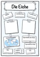 Vorschau - Stundenentwürfe - Steckbrief Eiche (Baum/Bäume) - Seite 1