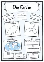 Vorschau - Stundenentwürfe - Steckbrief Eiche (Baum/Bäume) - Deckblatt