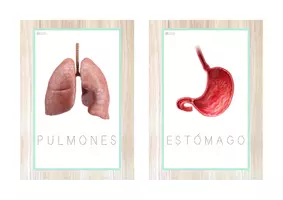Vista previa - Juegos / Gamificación - Pack del CUERPO HUMANO 22 recursos (letra ligada) - página 1