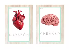Vista previa - Juegos / Gamificación - Pack del CUERPO HUMANO 22 recursos (letra ligada) - página 2