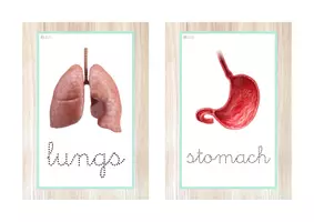 Vista previa - Juegos / Gamificación - HUMAN BODY pack 20 recursos (letra ligada) - página 1