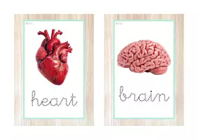 Vista previa - Juegos / Gamificación - HUMAN BODY pack 20 recursos (letra ligada) - página 2