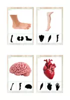 Vista previa - Tarjetas / Manipulativos - Asociación sombras (cuerpo humano) - Portada