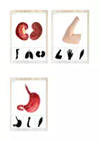 Vista previa - Tarjetas / Manipulativos - Asociación sombras (cuerpo humano) - página 3