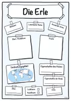 Vorschau - Stundenentwürfe - Steckbrief Erle (Baum/Bäume) - Seite 1